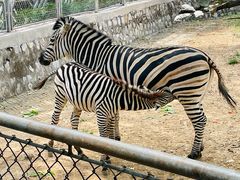 -石家庄市动物园