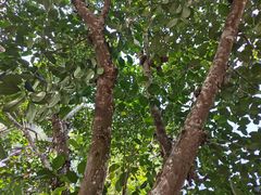 -中国科学院西双版纳热带植物园