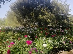 -莲花池公园
