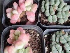 -青石桥花鸟鱼虫市场(叠翠城店)