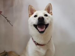 -柴迷FANS CLUB·柴犬狗咖·猫咖