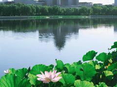 -莲花池公园