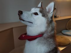 momo-Husky Go! 哈士奇体验馆·宠物咖啡厅狗咖