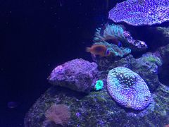 珊瑚-成都浩海立方海洋公园