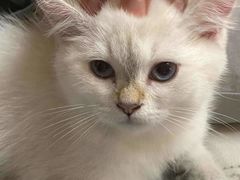 -lincat·猫舍(广州店)