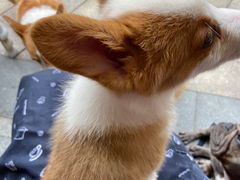 -柯斗斗主题餐厅·狗咖·围炉煮茶·茶饮(国瑞升平里店)