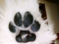 -米苏动物医院·犬猫专科·骨科外科内窥镜