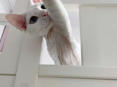 -宠福鑫康馨动物医院·骨科·眼科