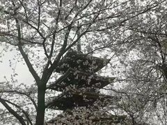 -武汉大学-樱园