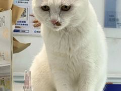-纳吉亚猫专科动物医院·北北分院