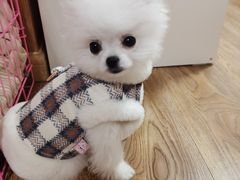 -唐小姐の猫狗洗护·购宠旗舰店(周浦万达店)