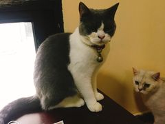 -李小姐の猫咖啡馆(五角场店)