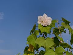 -同济大学(嘉定校区)