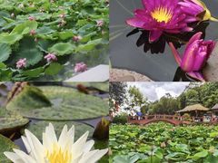 -广州莲花山旅游区