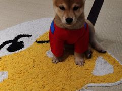 -逗柴咖啡屋·狗咖猫咖宠物桌游