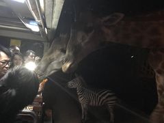 -清迈夜间动物园