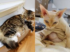 -COLOR PETS 撸猫馆·购猫·猫咖(长风大悦城店)