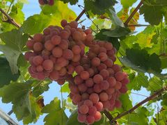 -金谷域澳洲庄园