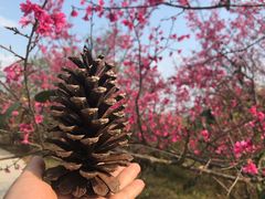 -天适樱花悠乐园