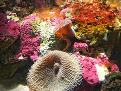 -悉尼海洋生物水族馆