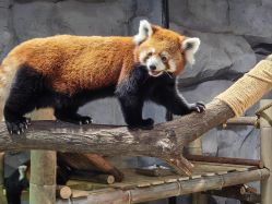 -Zoolung Zoolung动物主题公园(海信广场店)