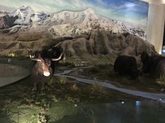 -青藏高原自然博物馆