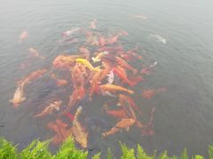 -西湖外事游船(花港观鱼码头)