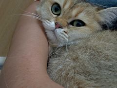-瑞派长江宠物医院·猫科·外科·24小时夜护(谊城公寓分院)
