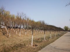 -永定河休闲森林公园