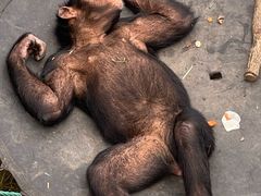 -西霞口神雕山野生动物世界