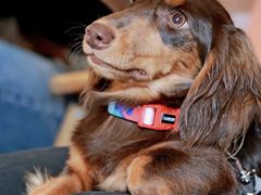 -帕帕拉兹宠物(亚洲旗舰店)