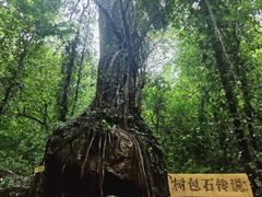 -莫里热带雨林景区