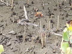 -北海金海湾红树林生态旅游区