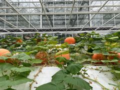 -兰陵国家农业公园