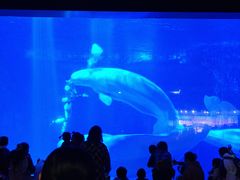 -海合安武汉极地海洋公园