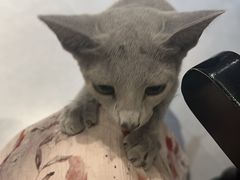 -琪喵猫屋·撸猫猫咖·猫舍