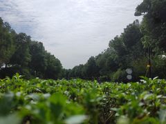 -白鹭湾湿地公园