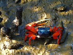-北海金海湾红树林生态旅游区