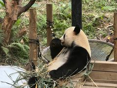 -广州长隆野生动物世界