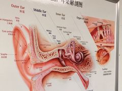 -自然之声助听器·呼吸机(翠微大厦店)