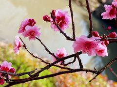 -花开海上生态园