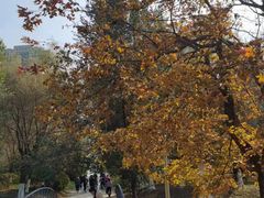 -长白岛森林公园