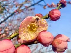 -白塘生态植物园