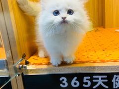 -欣宠猫屋·矮脚拿破仑·蓝金金渐层