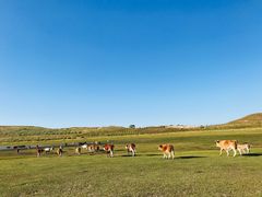 -塞罕坝国家级自然保护区