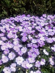 -复旦大学附属妇产科医院(黄浦院区)