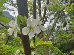 -南山植物园