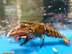 -盒马鲜生(皇庭广场店)