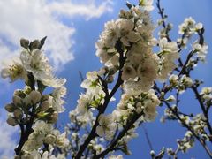 -名花谷生态庄园