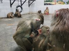 -西安秦岭野生动物园